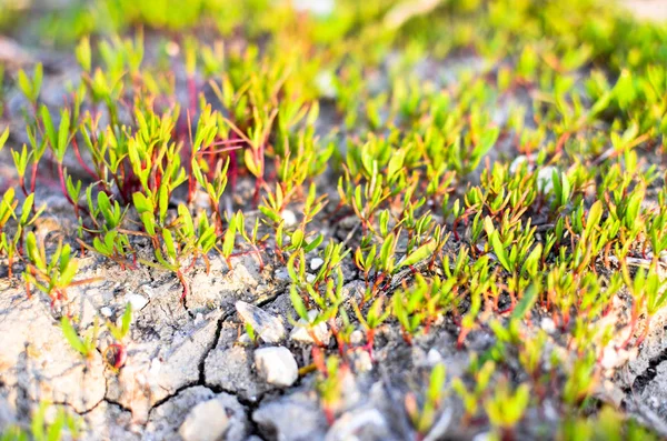 Green Grass sprouts and ground at spring — Stock Photo, Image