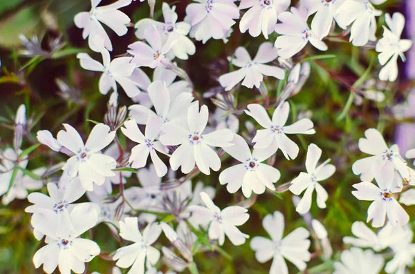 白色的花朵和绿叶招手 — 图库照片