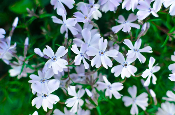 Białe kwiaty i zielone liście beckground — Zdjęcie stockowe