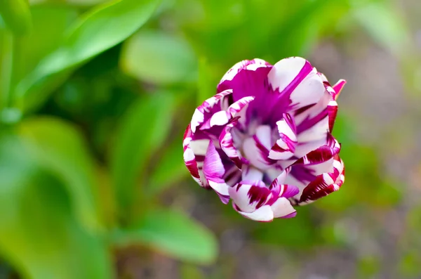 Eine Nahaufnahme von weißen und lila Tulpen in einem Blumenbeet — Stockfoto