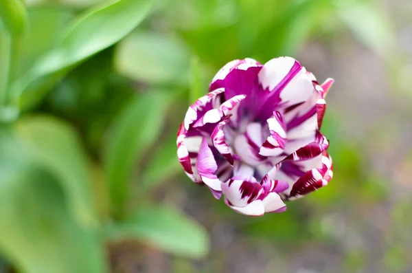 Eine Nahaufnahme von weißen und lila Tulpen in einem Blumenbeet — Stockfoto