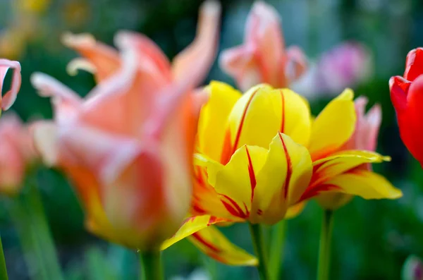 Красные и желтые тюльпаны с избирательным фокусом — стоковое фото