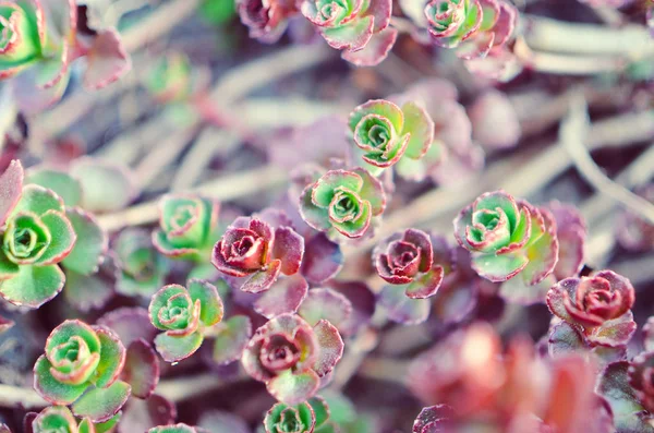 Ornamento de flor suculento verde e vermelho com base em saxifragem — Fotografia de Stock