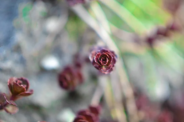 Yeşil ve kırmızı etli çiçek süsleme saxifrage temelinde — Stok fotoğraf