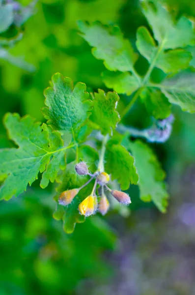 Medycynie. Celandine Chelidonium w ogrodzie. Zdrowa koncepcja — Zdjęcie stockowe