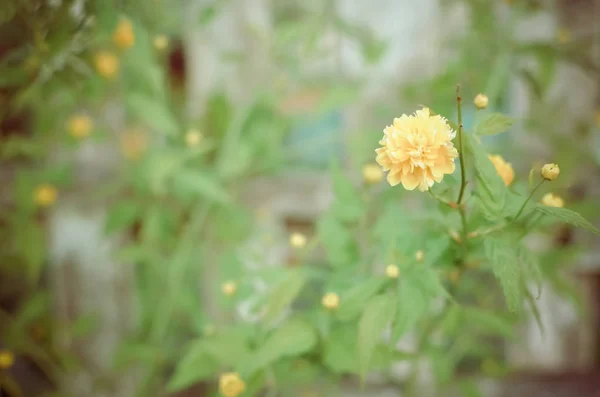 Айва японська Kerria знаходиться в повному розпалі — стокове фото