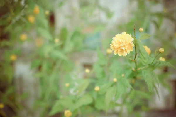 A Kerria japonica está em pleno andamento — Fotografia de Stock