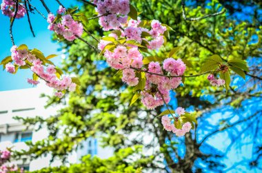 Pembe kiraz çiçekleri ile mavi gökyüzü arka plan bahar