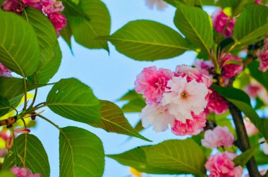 Pembe kiraz çiçekleri ile mavi gökyüzü arka plan bahar