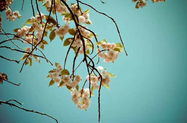 Primavera rosa cereja flores com fundo azul do céu — Fotografia de Stock