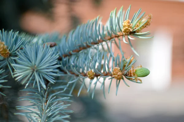 Blue spruce branches on background — Stock Photo, Image