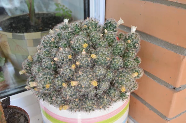 Cactus Mammillaria is blooming in pot — Stock Photo, Image