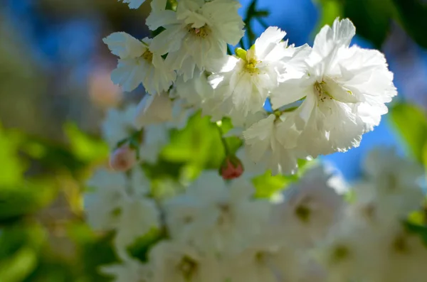 Jaro růžová Třešňové květy s pozadí modré oblohy — Stock fotografie