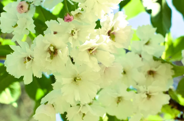 Flores de cerezo rosa primavera con fondo azul cielo —  Fotos de Stock