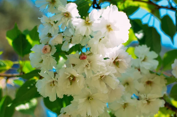 Flores de cerezo rosa primavera con fondo azul cielo —  Fotos de Stock