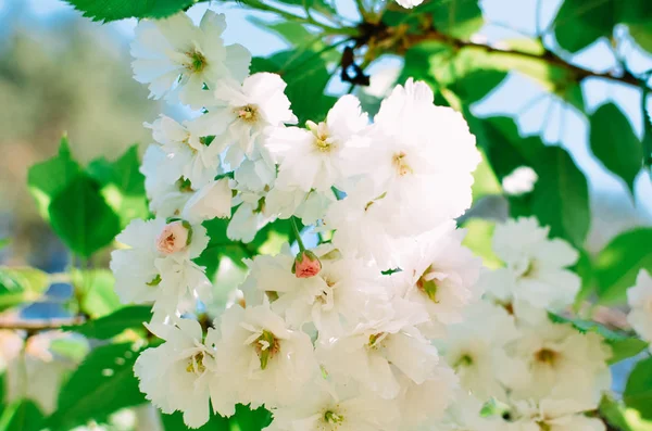 Spring Pink Cherry Blossoms with Blue Sky Background — Stock Photo, Image