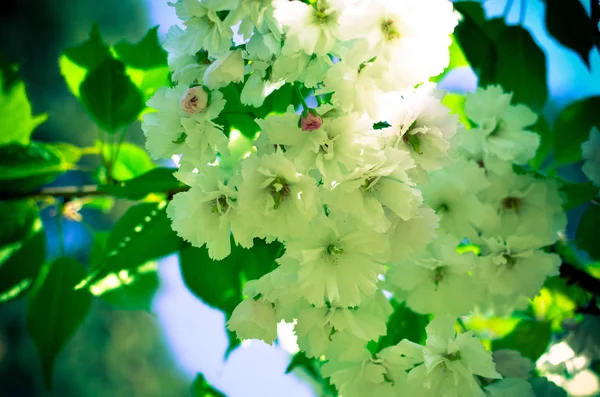 Spring Pink Cherry Blossoms with Blue Sky Background — Stock Photo, Image