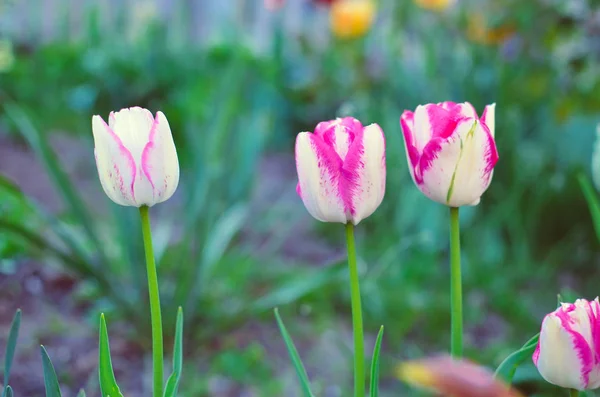 Eine Nahaufnahme von weißen und lila Tulpen in einem Blumenbeet — Stockfoto