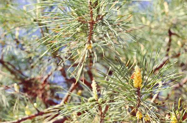 사진의 소나무 branchlets 이른 봄 — 스톡 사진