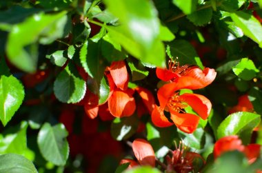 Bush Chaenomeles kırmızı çiçekler