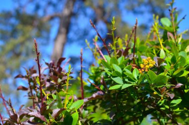 Barberries Ilicifolia Bush sarı çiçek