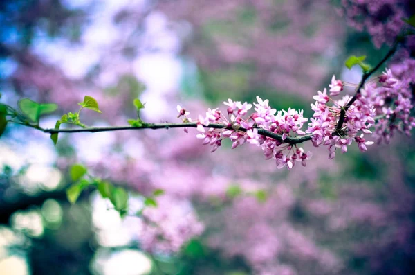 Lila vårblommor. Cercis Canadensis eller Östra rödknopp — Stockfoto