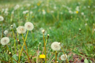 Beyaz ve yeşil renklerde açık havada karahindiba tohum