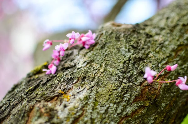 Fiori di Primavera Viola. Cercis Canadensis o Redbud orientale — Foto Stock