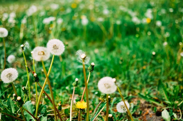 屋外で白と緑の色のタンポポの種 — ストック写真