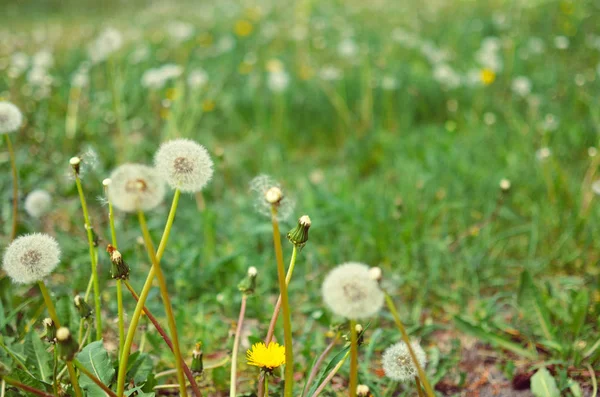 Beyaz ve yeşil renklerde açık havada karahindiba tohum