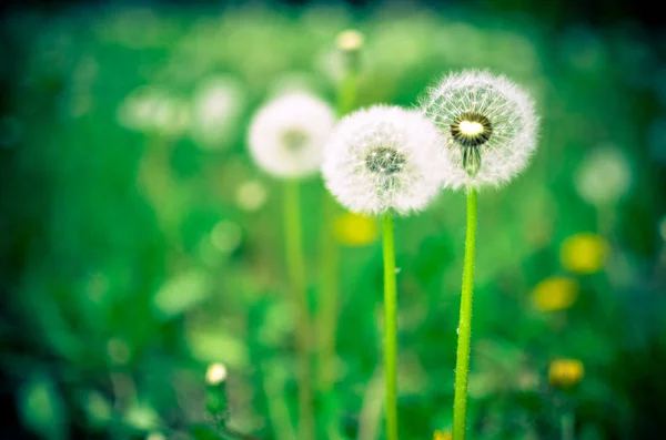 Semilla de diente de león al aire libre en colores blanco y verde —  Fotos de Stock