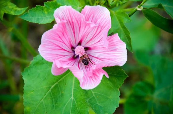 Büyük güzel pembe çiçek Lavatera portre