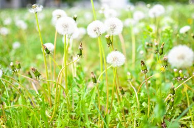 Beyaz ve yeşil renklerde açık havada karahindiba tohum