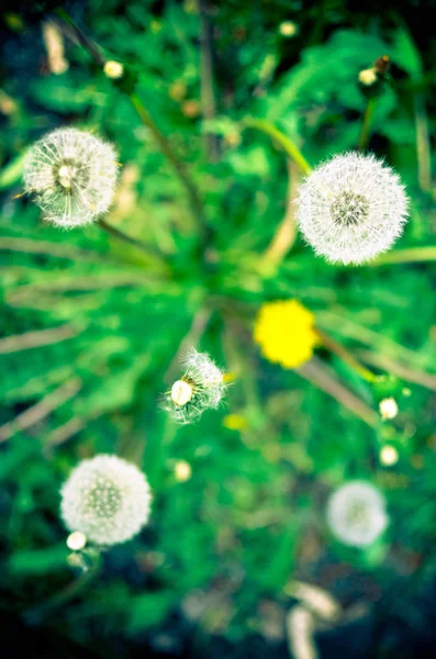 흰색과 녹색 색상 야외에서 민들레 씨앗 — 스톡 사진