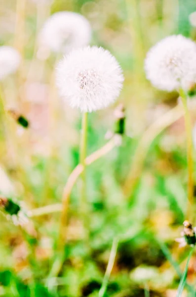 Dandelion seed outdoors in white and green colors — Stock Photo, Image
