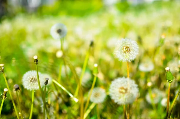 흰색과 녹색 색상 야외에서 민들레 씨앗 — 스톡 사진