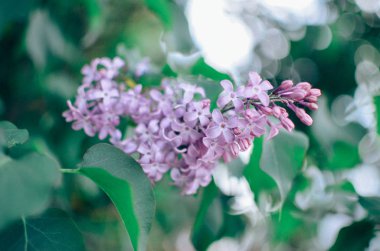 Çiçek açması Syringa vulgaris bahar, Ukrayna
