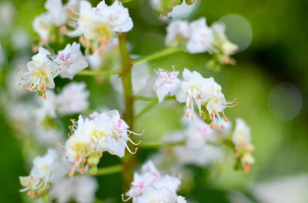 Flores brancas de castanheiro perto — Fotografia de Stock