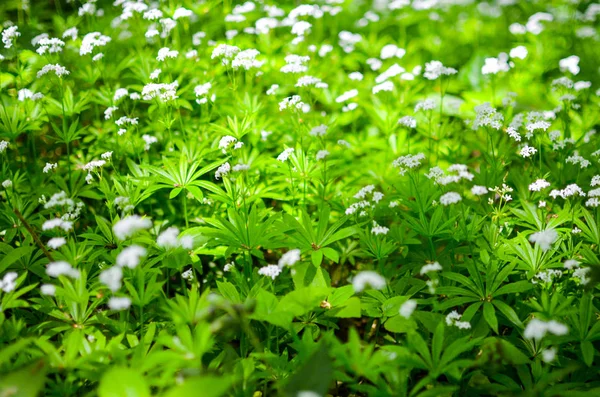 Spring flower background, snowdrops. — Stock Photo, Image