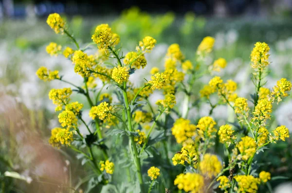 Wilde gelbe flauschige Barbarea-Blume auf einem Feld — Stockfoto