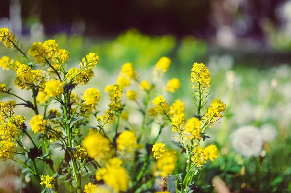 フィールドに野生の黄色いふわふわハルザキヤマガラシサポニンの花 — ストック写真