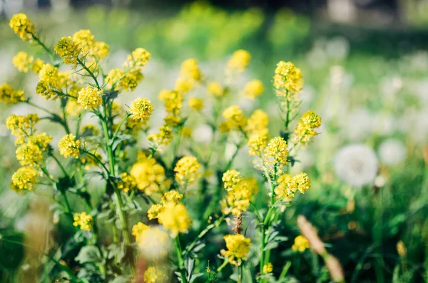 Wild żółty kwiat puszysty Gorczycznik w polu — Zdjęcie stockowe