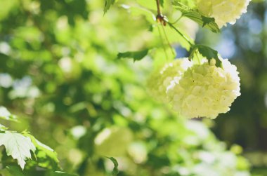 Beyaz ortanca arborescens Annabelle çiçek