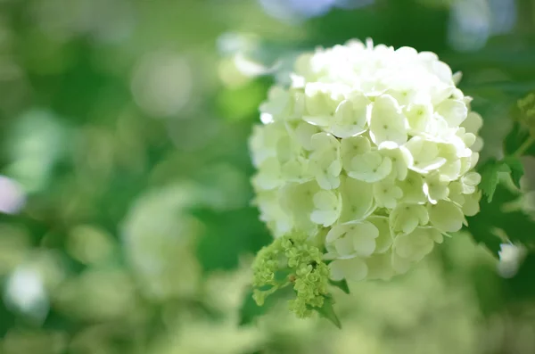 Белая Hydrangea arborescens Annabelle flower — стоковое фото