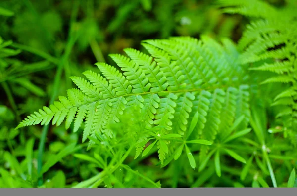 Hoja verde fresca en el bosque — Foto de Stock