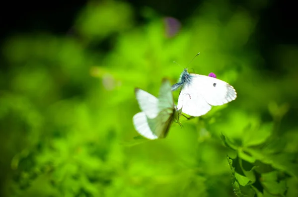 Kleiner Kohlschmetterling weiß auf Blume — Stockfoto