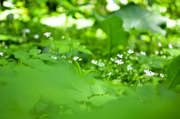 Primavera flor fundo, gotas de neve . — Fotografia de Stock