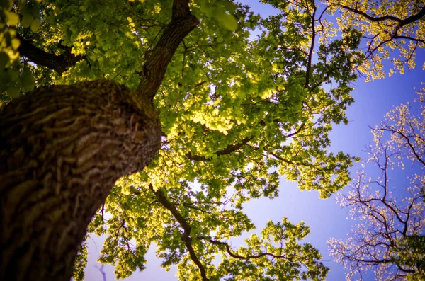 Kijk in de kruin van een boom uit de onderstaande lijst — Stockfoto