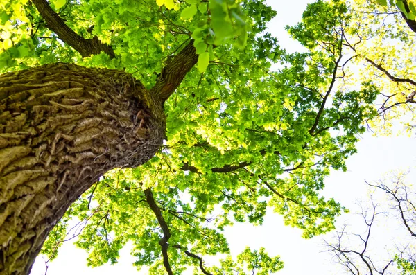 Vista em uma coroa de árvore de baixo — Fotografia de Stock