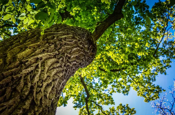 Kijk in de kruin van een boom uit de onderstaande lijst — Stockfoto